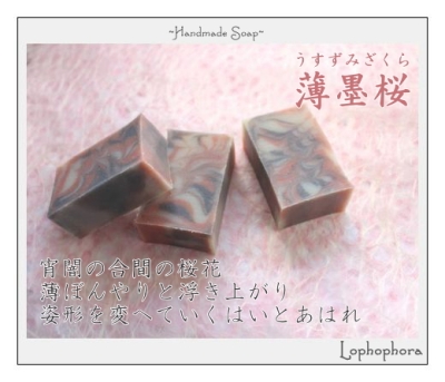 Lophophora：薄墨桜