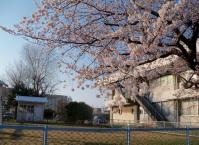 新潟地方気象台の桜