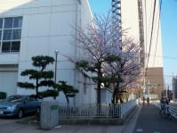 南万代小学校の桜