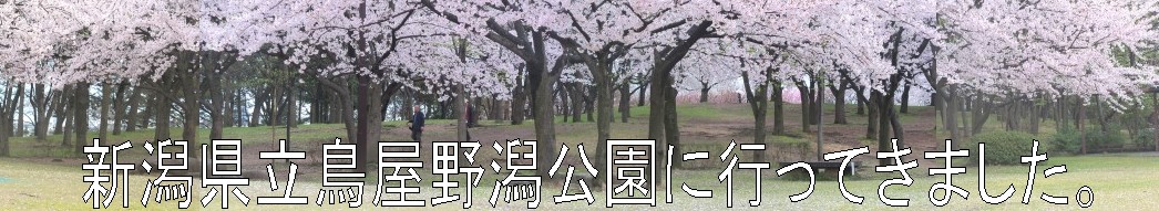 新潟県立鳥屋野潟公園に行ってきました。