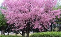 鳥屋野公園の八重桜