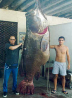 Umaファン 未確認動物巨大魚 ゴリアテ グルーパー ゴライアス グルーパー