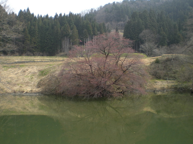 鏡桜4.25