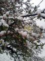 雪を抱く林檎の木