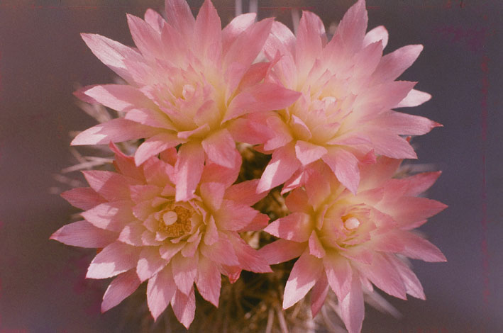 ネオポルテリアの花1972-web